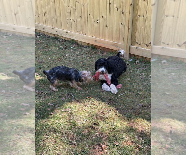 Medium Photo #4 Mutt Puppy For Sale in Candler, NC, USA