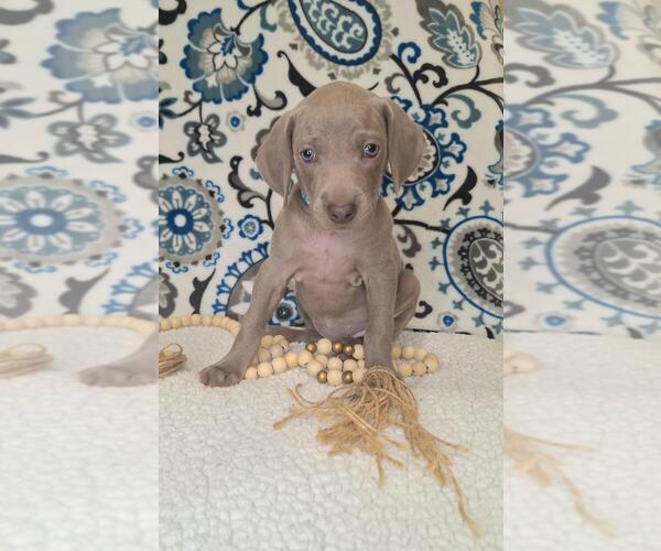 Medium Photo #2 Weimaraner Puppy For Sale in LEWISBURG, KY, USA