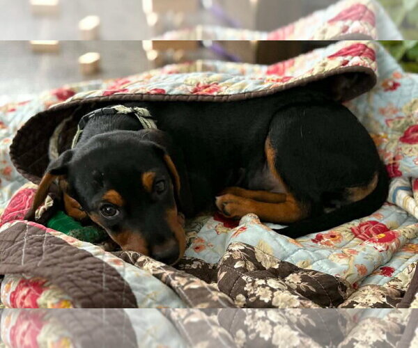 Medium Photo #2 Miniature Pinscher-Unknown Mix Puppy For Sale in New London, WI, USA