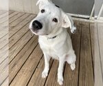 Small #7 Great Pyrenees Mix