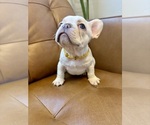 Puppy Lefty French Bulldog