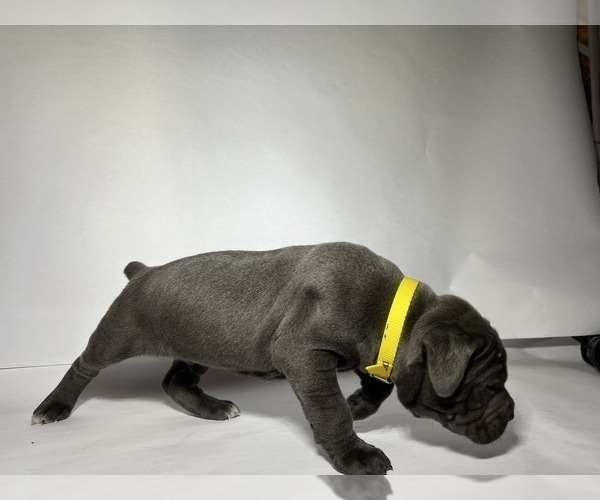 Medium Photo #10 Cane Corso Puppy For Sale in NARVON, PA, USA