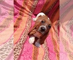 Image preview for Ad Listing. Nickname: Maple