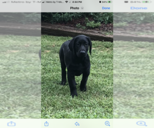 Labrador Retriever Puppy for sale in INKSTER, MI, USA
