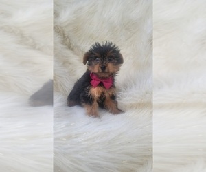 Yorkshire Terrier Puppy for sale in INDIANAPOLIS, IN, USA