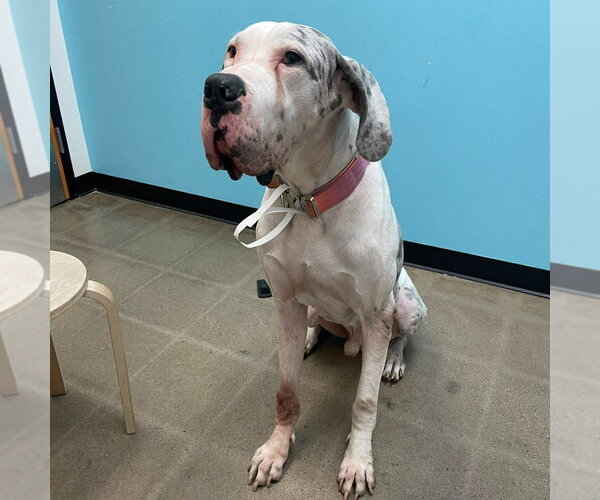 Medium Photo #3 Great Dane Puppy For Sale in Bullard, TX, USA
