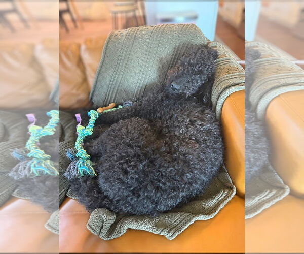 Medium Photo #3 Goldendoodle Puppy For Sale in Maryville, TN, USA