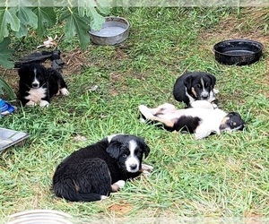 Border Collie-Newfoundland Mix Litter for sale in WAUSAUKEE, WI, USA