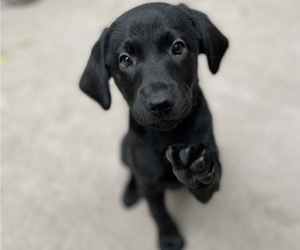 Labrador Retriever Puppy for Sale in HOLLY SPRINGS, North Carolina USA