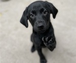 Small Photo #1 Labrador Retriever Puppy For Sale in HOLLY SPRINGS, NC, USA