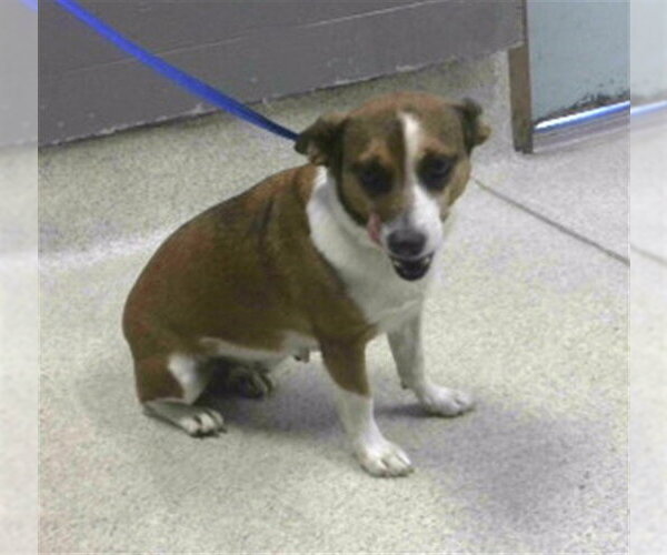 Medium Photo #1 Mutt Puppy For Sale in Tallahassee, FL, USA