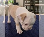 Puppy Puppy 6 French Bulldog