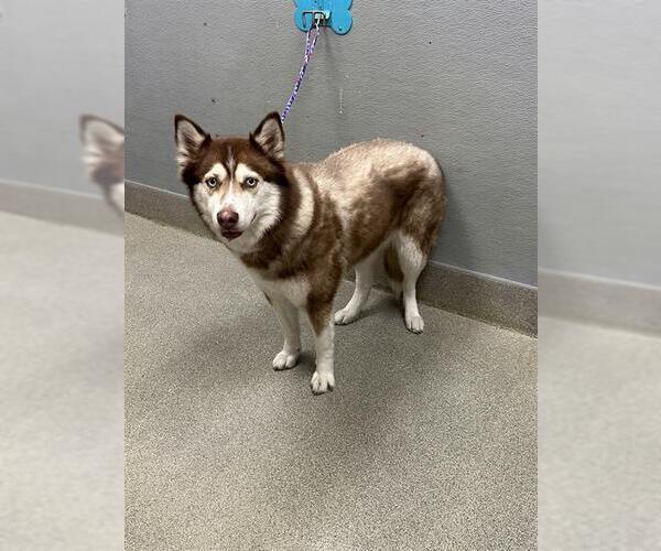 Medium Photo #1 Siberian Husky-Unknown Mix Puppy For Sale in Las Vegas, NV, USA