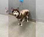 Small Siberian Husky Mix