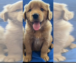 Golden Retriever Puppy for sale in SANTA ANA, CA, USA