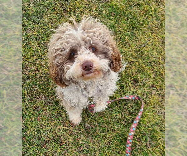 Medium Photo #3 Poodle (Miniature)-Unknown Mix Puppy For Sale in Bellevue, WA, USA