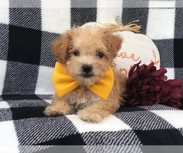 Medium Photo #7 Shih-Poo Puppy For Sale in LAKELAND, FL, USA