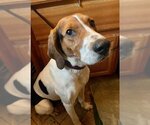 Small Photo #3 Treeing Walker Coonhound Puppy For Sale in Sandy, UT, USA