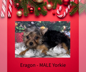 Yorkshire Terrier Puppy for sale in AZLE, TX, USA