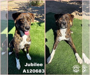 Mutt Dogs for adoption in HESPERIA, CA, USA