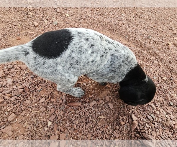 Medium Photo #68 German Shorthaired Pointer Puppy For Sale in EVANSVILLE, WY, USA