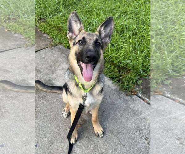 Medium Photo #2 German Shepherd Dog Puppy For Sale in Plantation, FL, USA