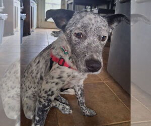 Pop Tart - Female Mutt Dog for Adoption - Photo #5