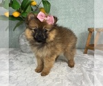 Small #5 Pomeranian