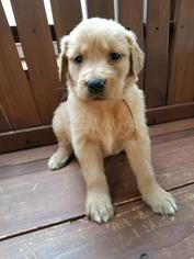 Golden Retriever Puppy for sale in MAYVILLE, MI, USA