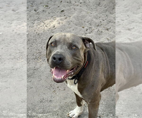Medium Photo #2 American Pit Bull Terrier Puppy For Sale in West Palm Beach, FL, USA