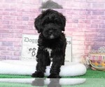 Small Photo #2 Bernedoodle Puppy For Sale in BEL AIR, MD, USA