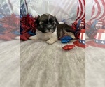 Small #1 Shih Tzu
