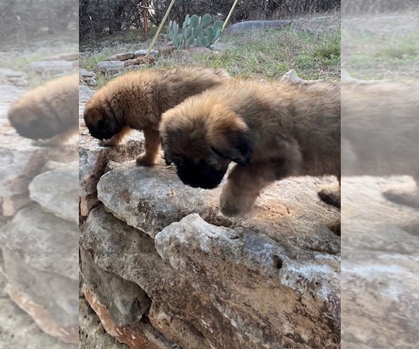 Medium Photo #4 Bouvier Des Flandres Puppy For Sale in BLANCO, TX, USA