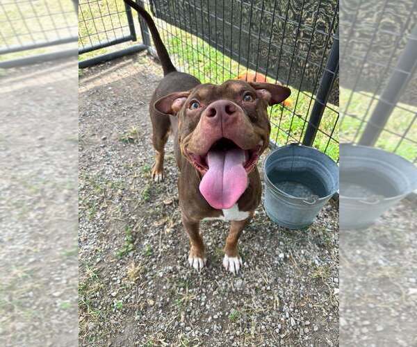 Medium Photo #3 Mutt Puppy For Sale in Abbeville, LA, USA