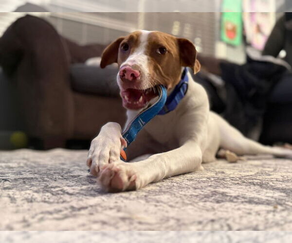 Medium Photo #3 Mutt Puppy For Sale in New London, WI, USA