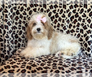 Cavapoo Puppy for sale in LAKELAND, FL, USA