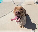 Small #2 Labrador Retriever