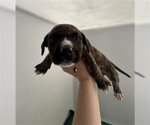 Medium Photo #1 German Shepherd Dog-Unknown Mix Puppy For Sale in Redlands, CA, USA