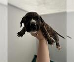 Small German Shepherd Dog Mix