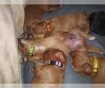 Small Photo #16 Australian Shepherd-Cavalier King Charles Spaniel Mix Puppy For Sale in HOWLAND, OH, USA