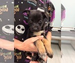 Small #3 Mutt