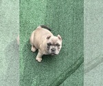 Small #1 American Bully