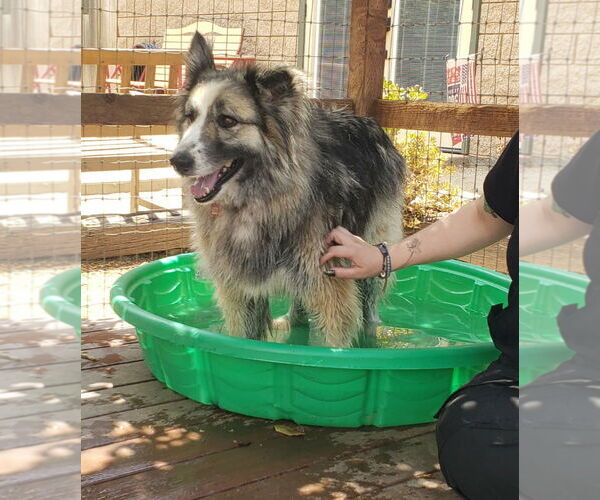 Medium Photo #2 Alaskan Malamute-Unknown Mix Puppy For Sale in Lindsay, CA, USA