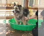 Small #1 Alaskan Malamute Mix