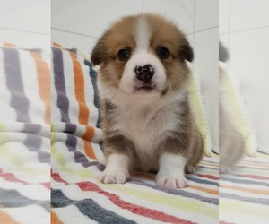 Cardigan Welsh Corgi Puppy for sale in JERSEY CITY, NJ, USA