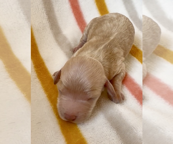 Medium Photo #1 Cavapoo Puppy For Sale in WAUSEON, OH, USA