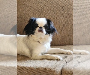 Mother of the Japanese Chin puppies born on 01/10/2025