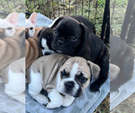 Small Photo #3 French Bulldog Puppy For Sale in COXS CREEK, KY, USA