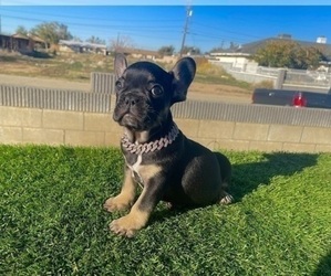 French Bulldog Puppy for sale in CHARLOTTE, NC, USA