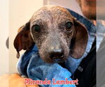 Small #9 Dachshund